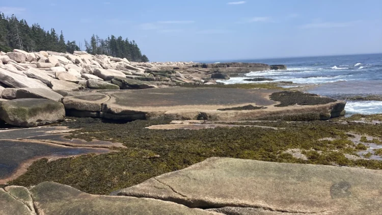 Cracked pink granite slabs and seaweed along the rocky shore of Baker Island, Maine